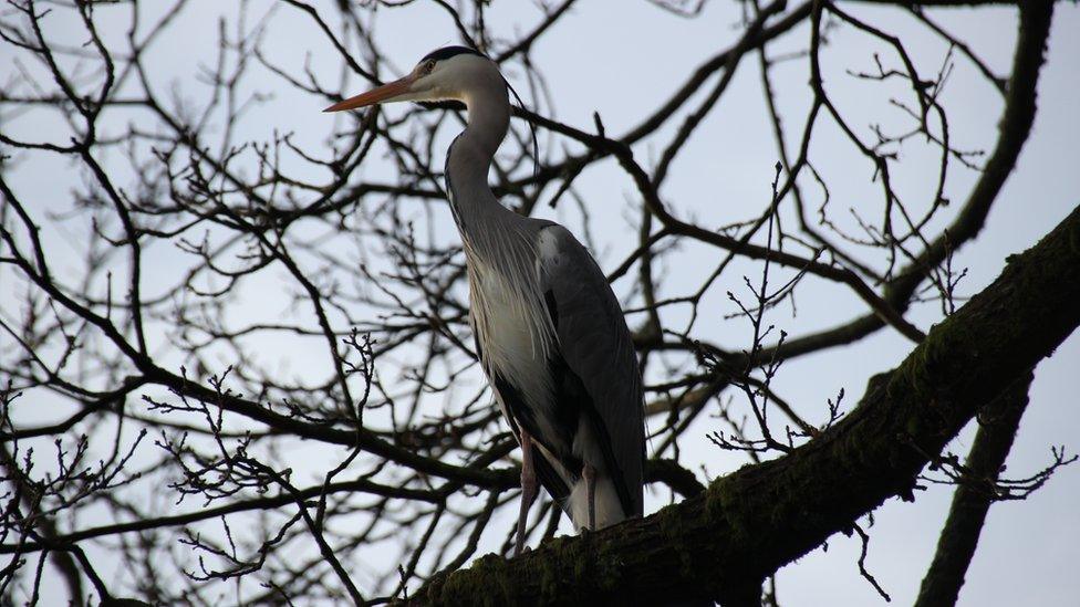 Stephen Smith took this picture of a heron at Darran park Rhondda.