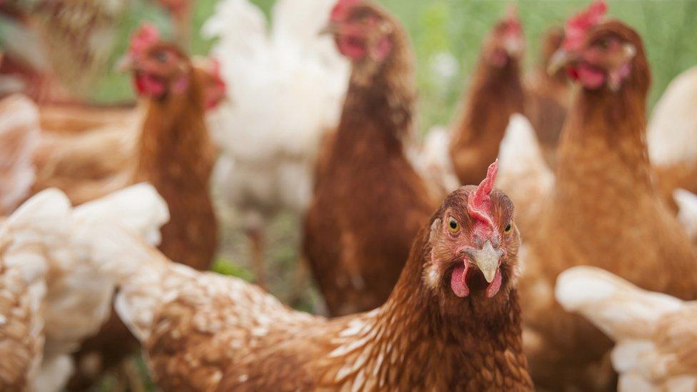 Stock image of chickens