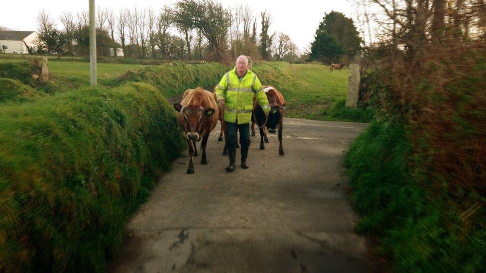 fields n cows