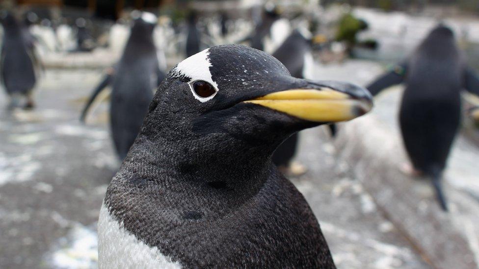 A gentoo penguin