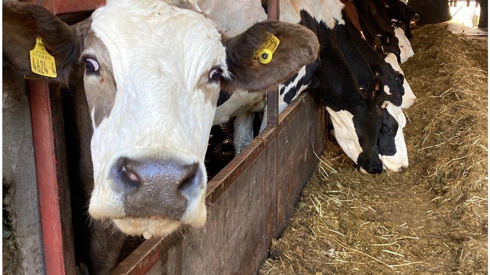 Cows graze on silage in a shed