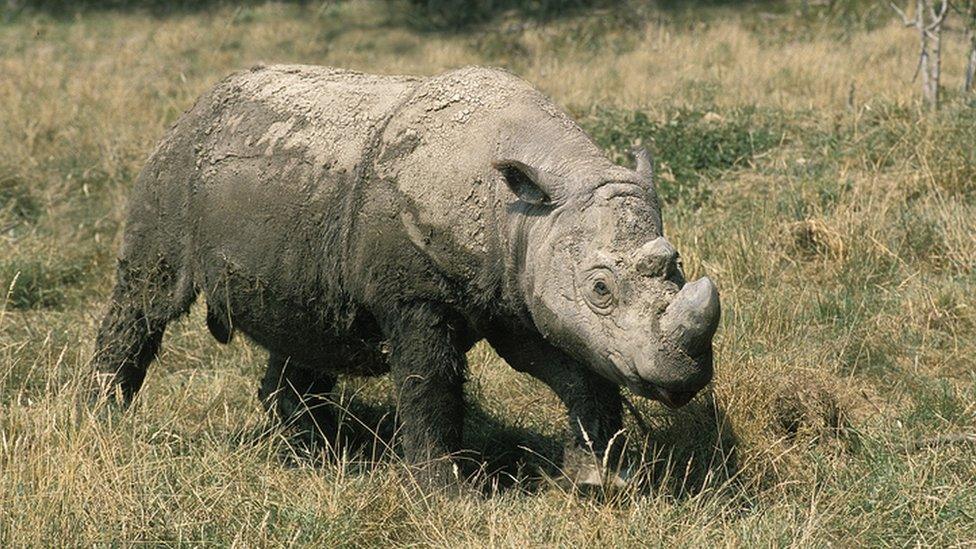 Sumatran-rhino.