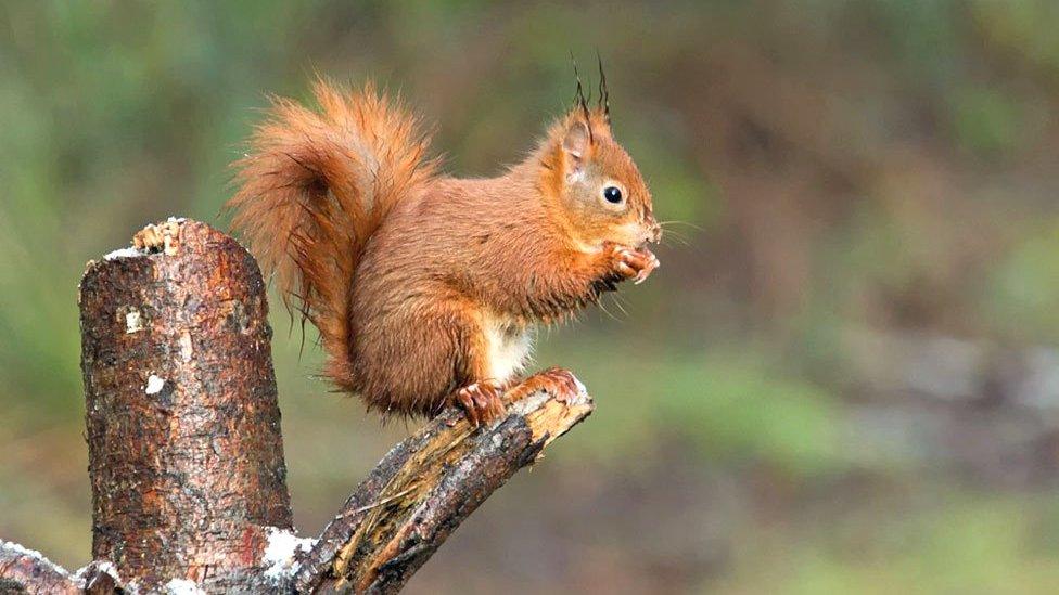 A red squirrel