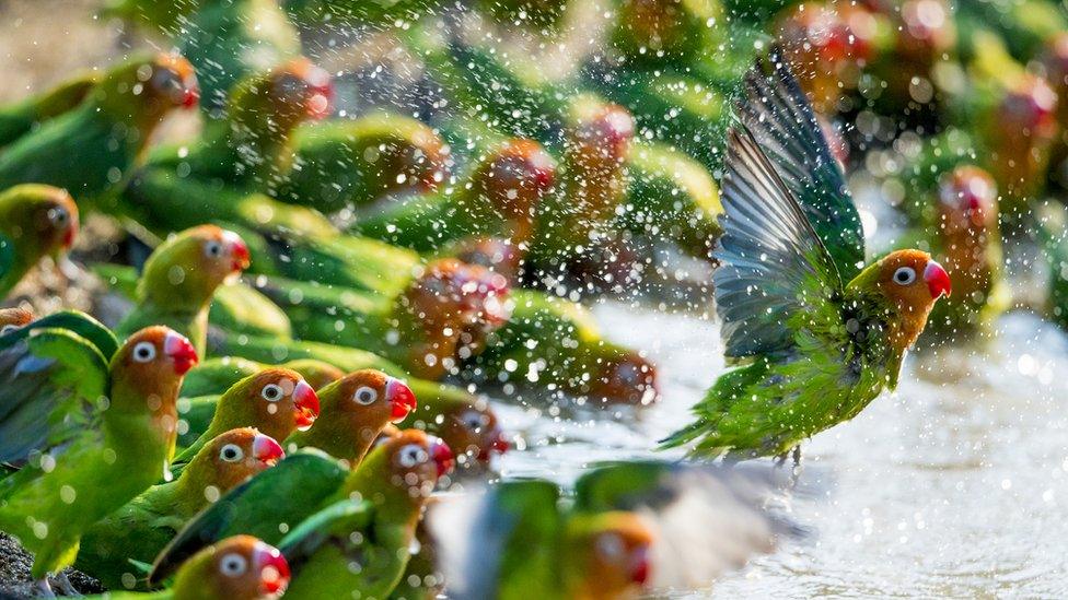 Lilian’s lovebirds at waterhole