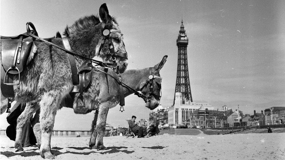 Blackpool Tower May 1956: Donkey rides for holidaymakers at the seaside resort