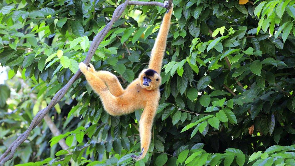 Gibbon hanging out of a tree