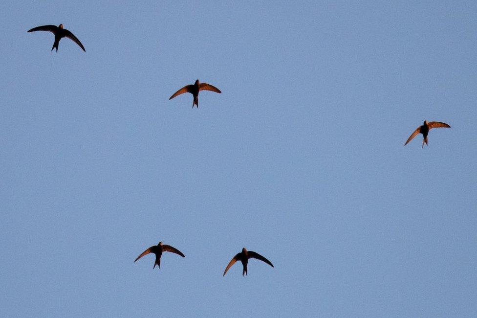 Swifts fly above rooftops at sunset on 14 July 2019 in London, England. According to the Royal Society for the Protection of Bird, swifts start their return journey to Africa in mid-July, before nights become too cool.