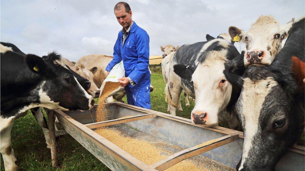 Cows being fed by a farmer