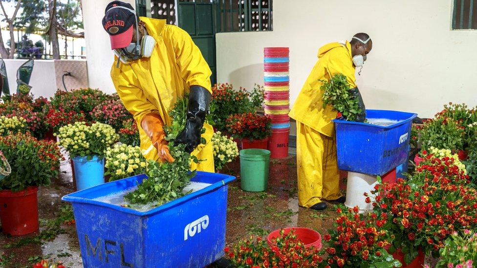 Flower dipping, Sian Flowers