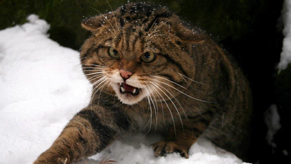 Scottish wildcat