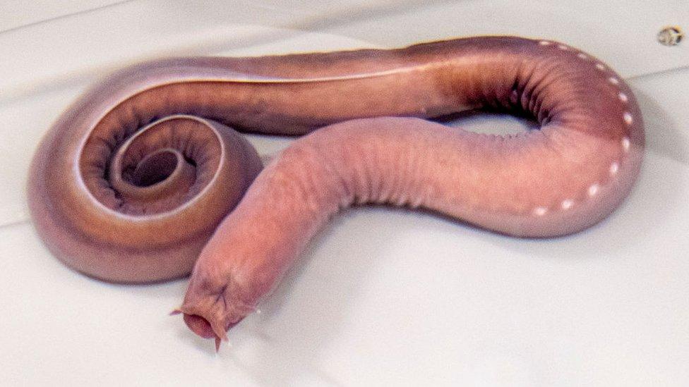 hagfish.