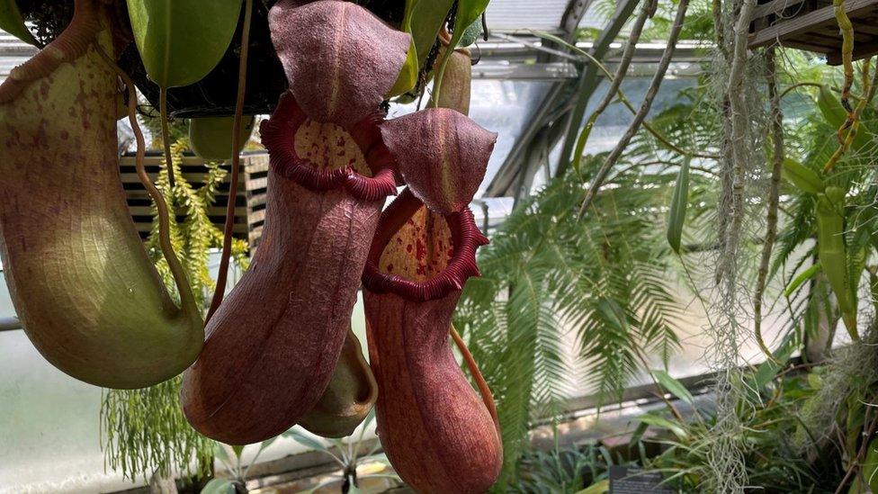 Nepenthes pitcher plant