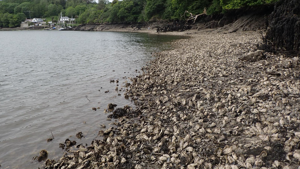 Thousands of Pacific oysters visible at low tide