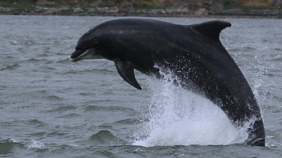 Bottlenose dolphin