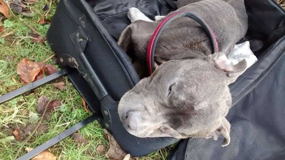 Dog in suitcase