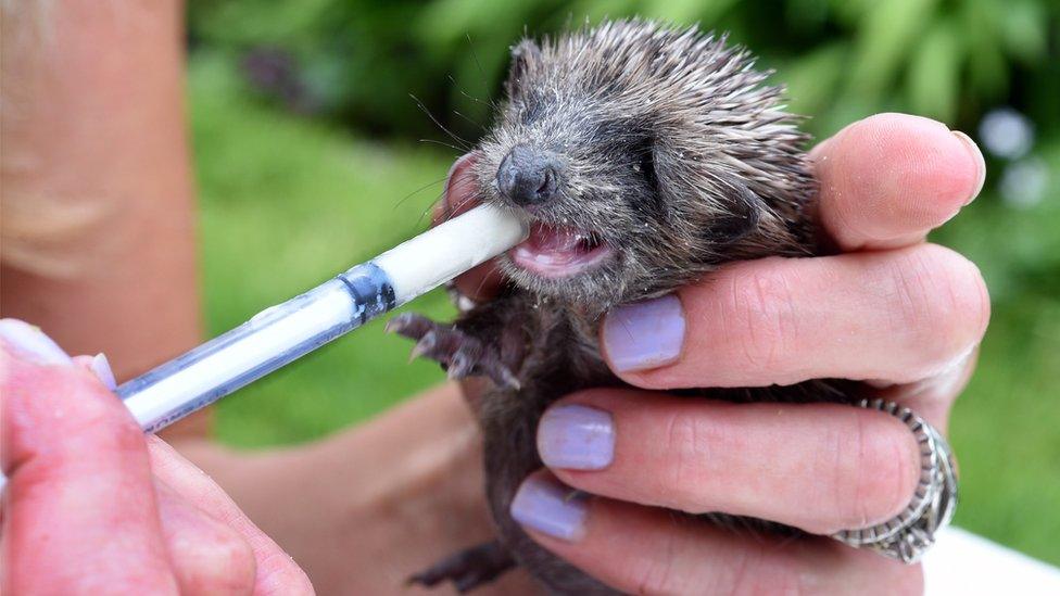 Hedgehogs drinking milk