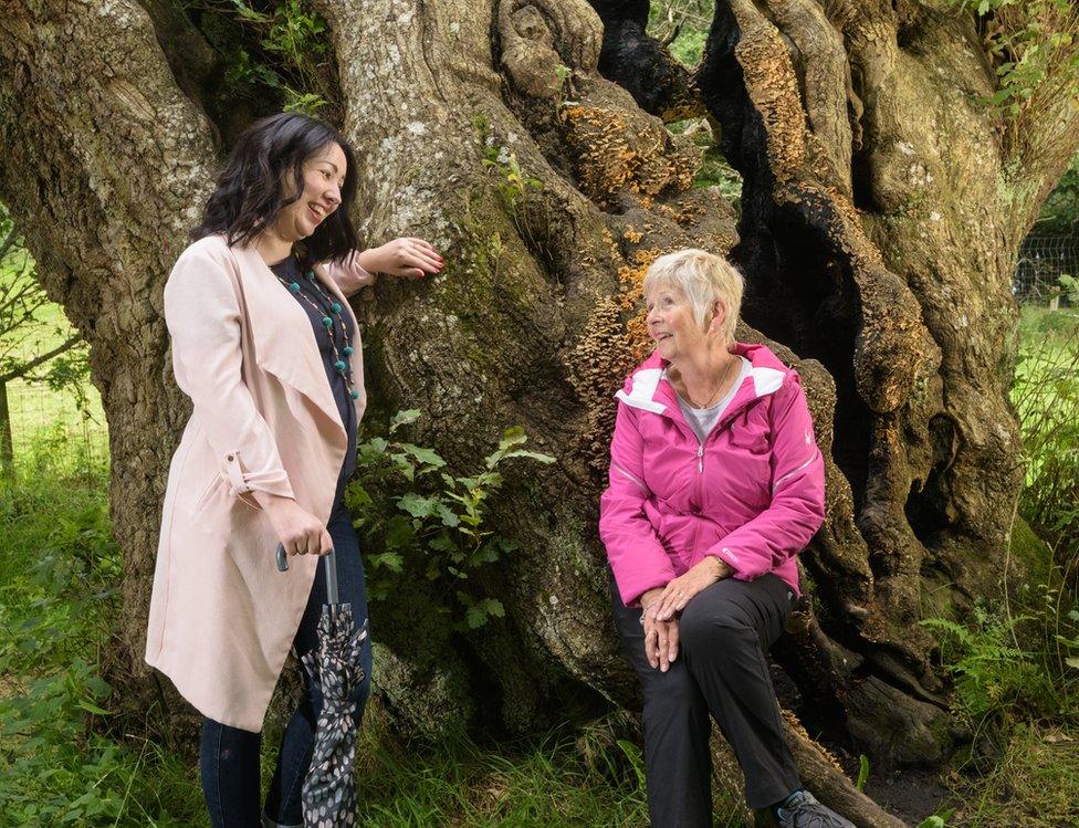 The Cadzow Oak