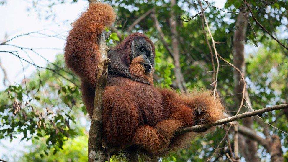 A male orangutan in Sumatra