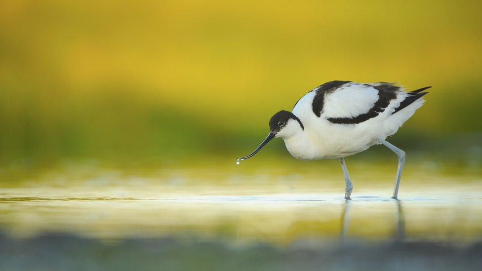 Avocet