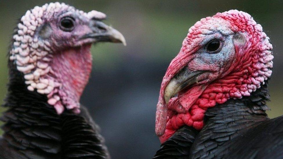 Norfolk black turkeys