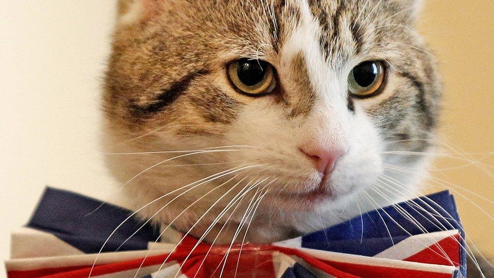 Larry the cat is Downing Street's chief mouser.