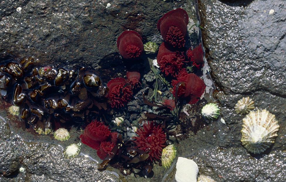 The creature with the key to immortality? BBC News