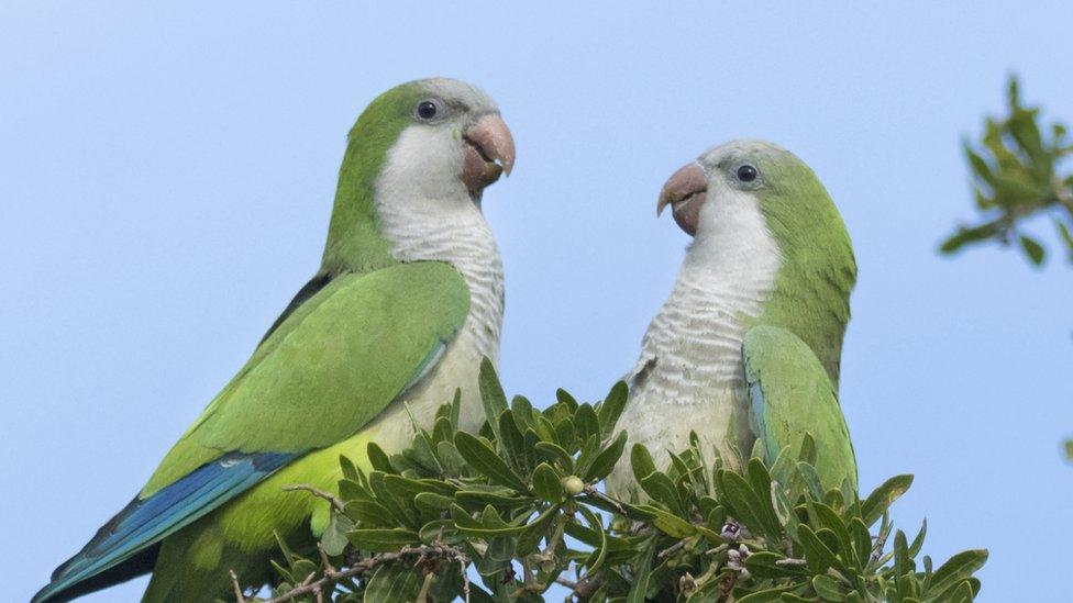 Two monk parakeets in a tree