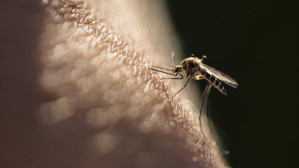 Malaria is caused by parasites from biting mosquitoes