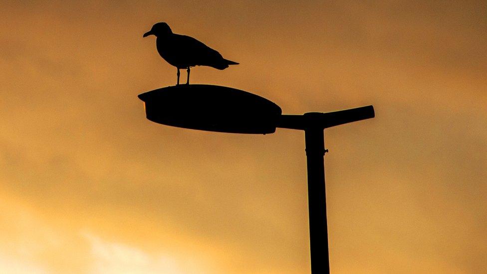 A bird standing on a street light