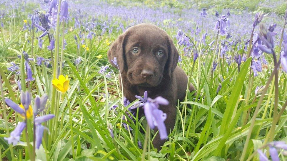 Puppy Cadi at Dinefwr Park, Llandeilo's