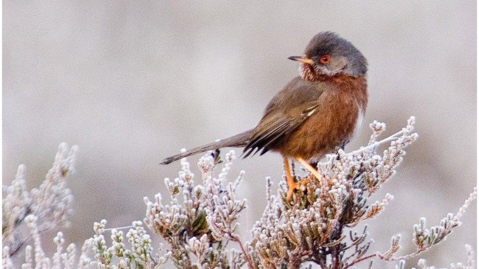 Dartford Warbler