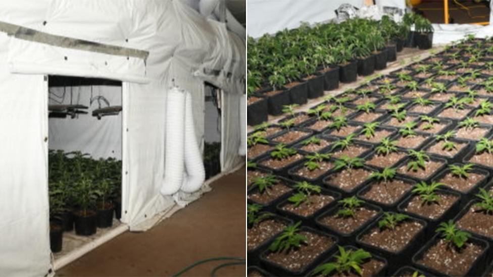 Cannabis farm in Frampton, Lincolnshire