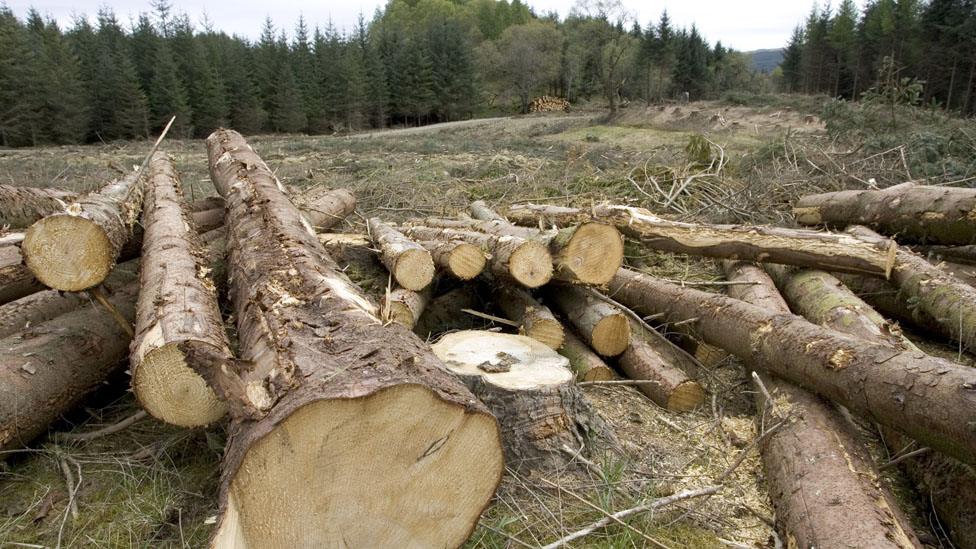 Logs in Argyll Forest