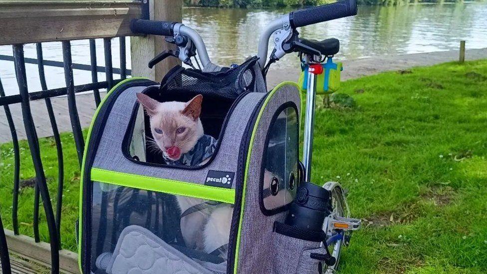 Felix the cat in a carrier on a bicycle by a river