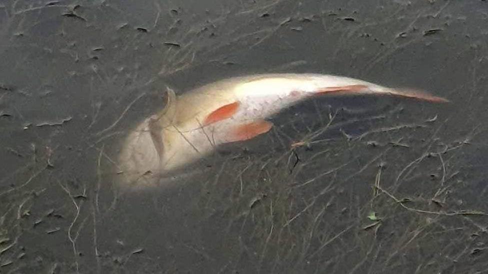 Dead fish in river