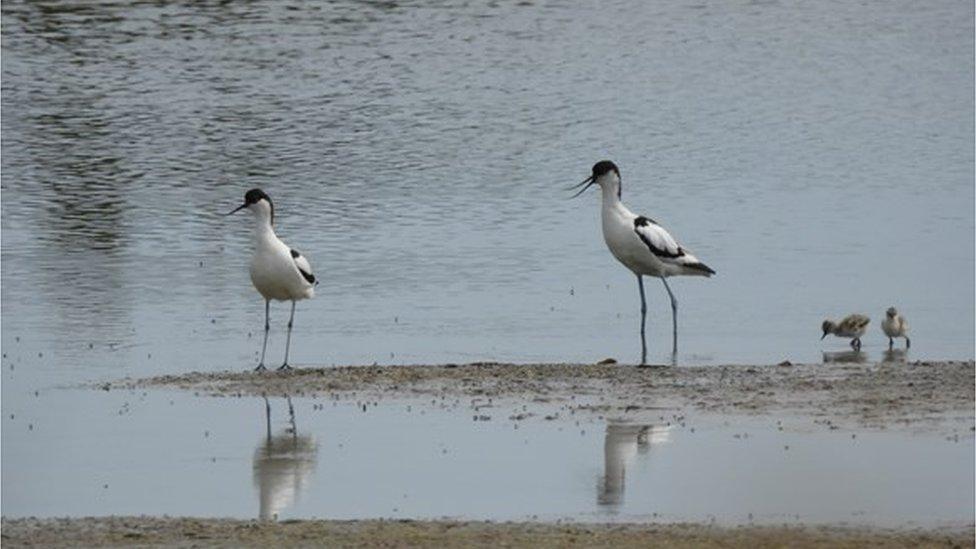 A photo of the chicks