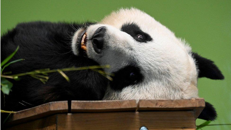 Tian-Tian-the-panda.