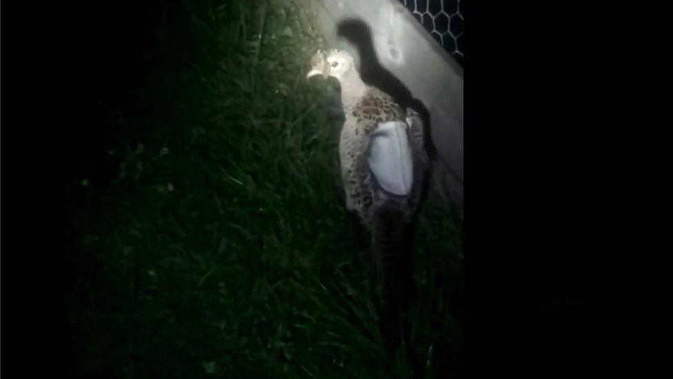 A pheasant at Heath Hatcheries