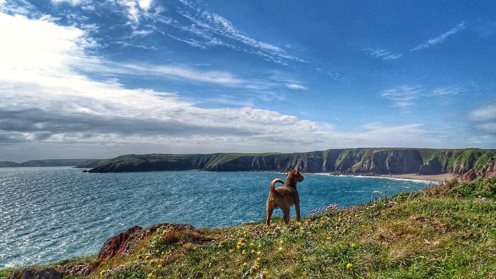 Lakeland Terrier Rio admiring the view of Lindsway Bay from the Pembrokeshire coast path.