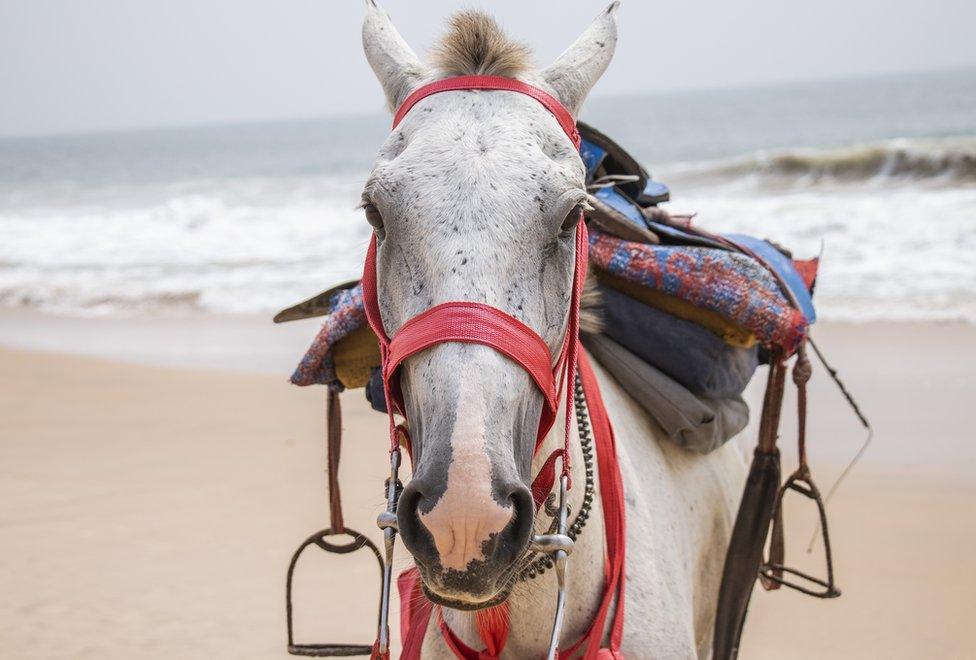 Horse looking at camera