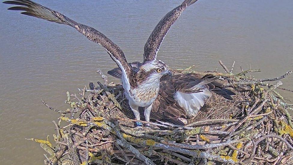 Maya the Osprey