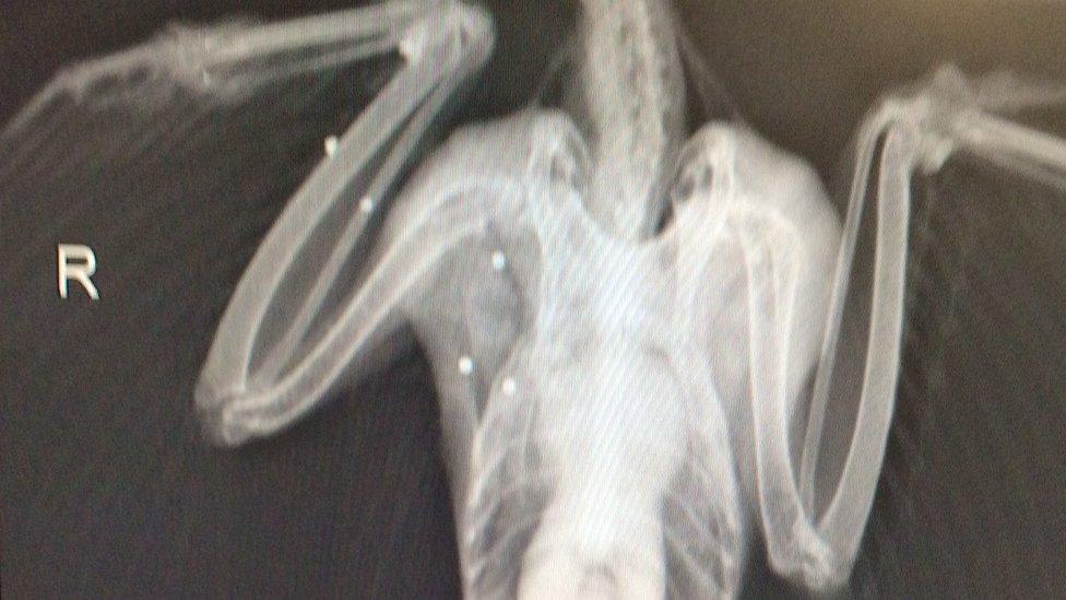 Peregrine falcon x-ray