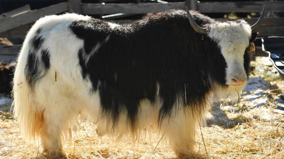 A yak