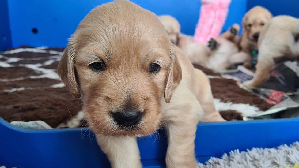 Some the first litter