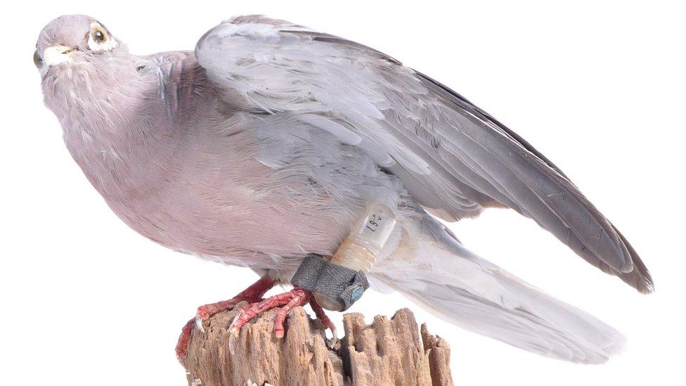 Taxidermy study of a carrier pigeon with secret message capsule