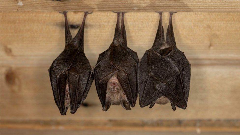 Bats often like to live together in large colonies 