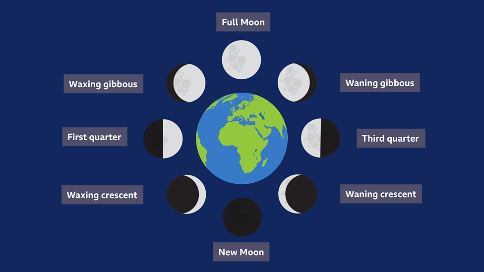 Illustration showing the eight phases of the Moon.