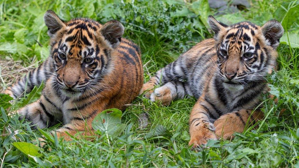 tiger-cubs.