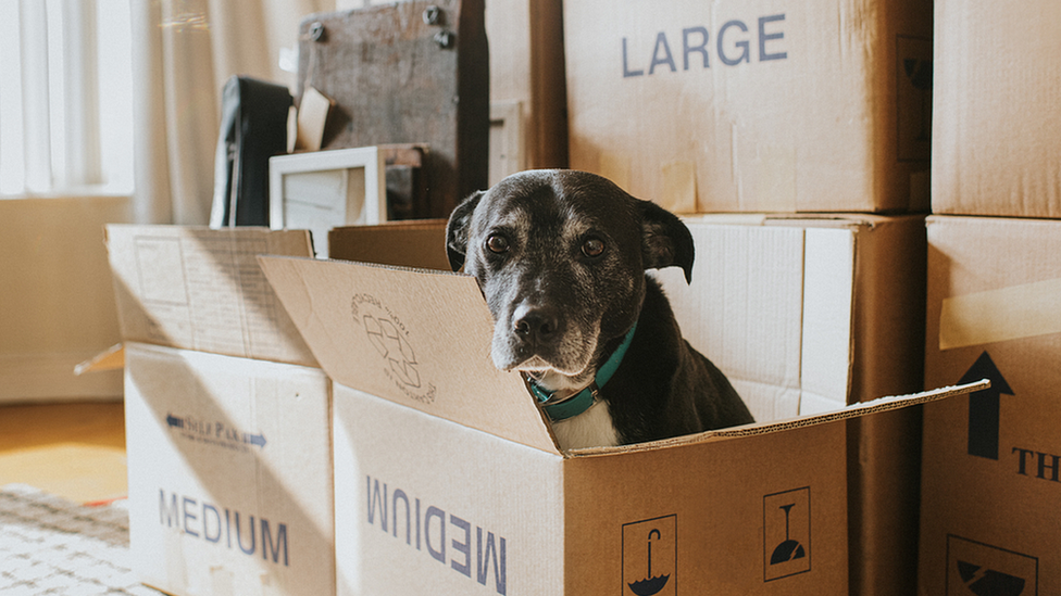 Dog in cardboard box