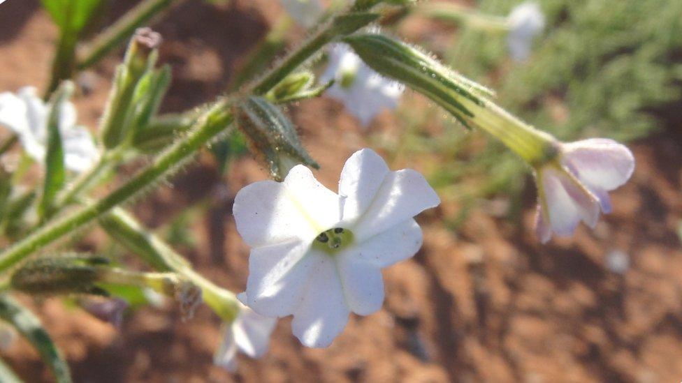 Nicotiana